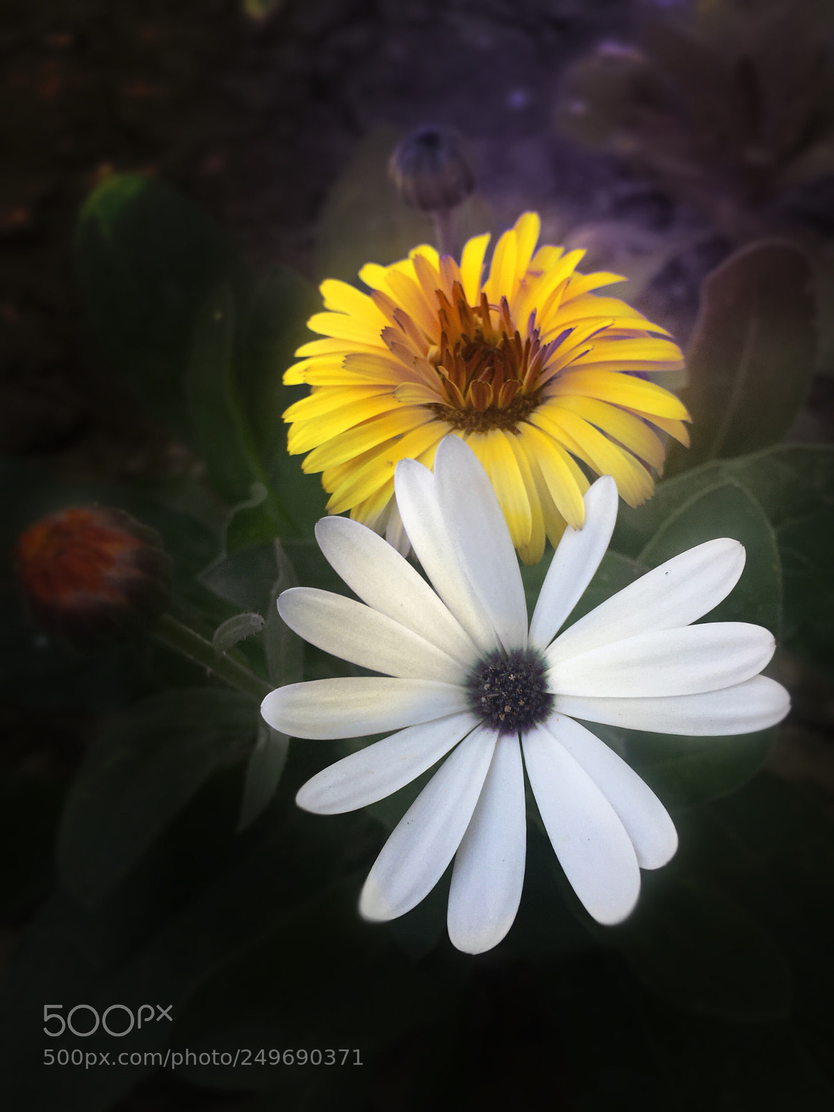 Apple iPhone 6 sample photo. Two flowers photography