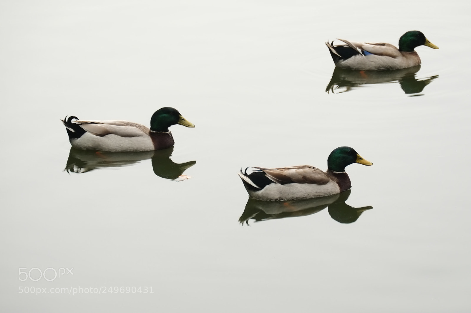 Fujifilm X-Pro1 sample photo. Chicken in the lake photography