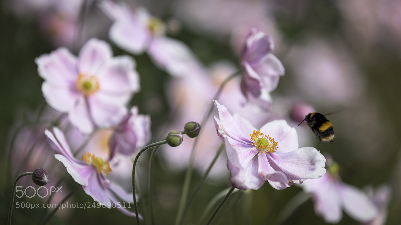 Canon EOS 5D Mark IV sample photo. Bumble bee photography