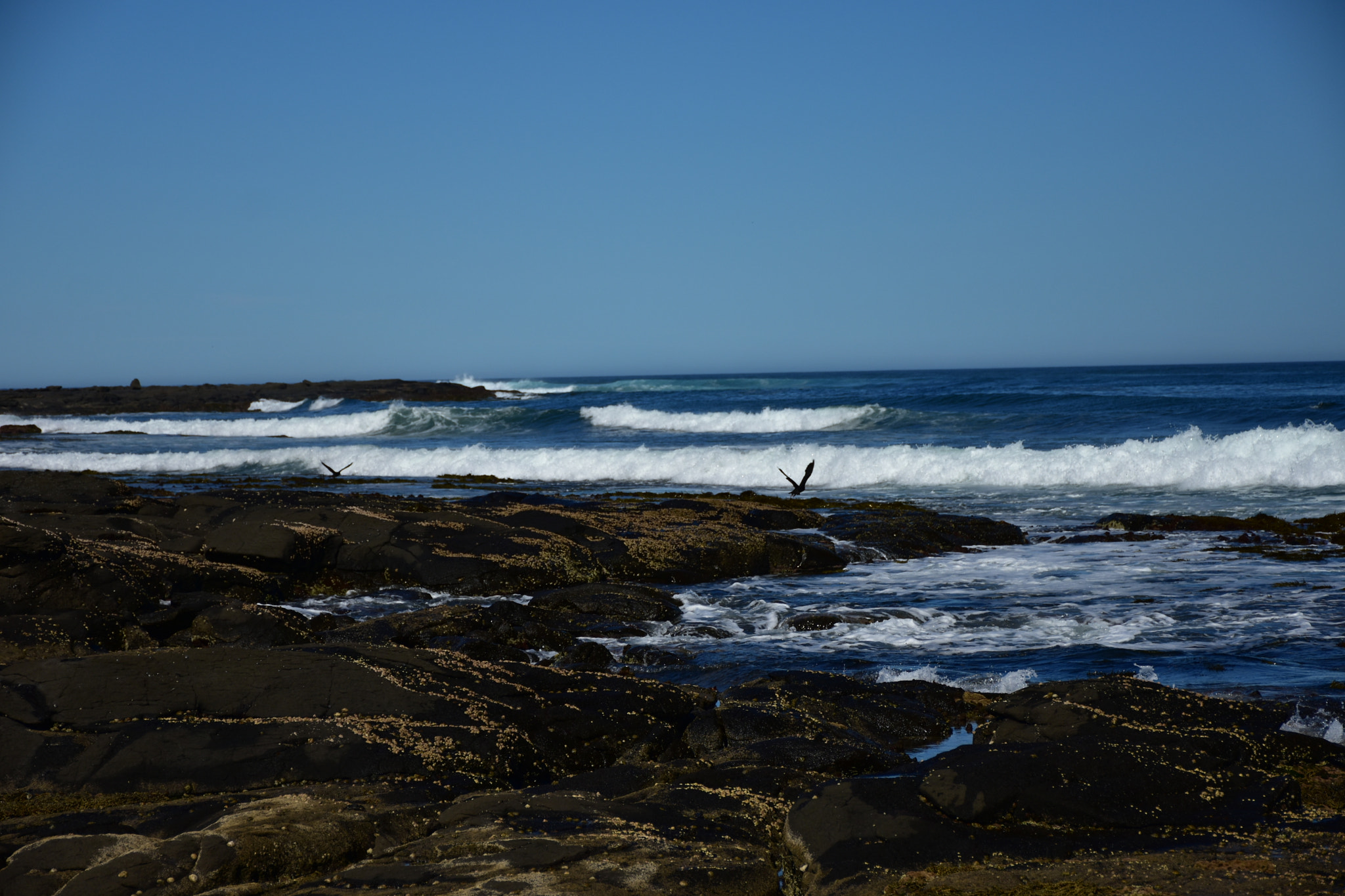 Nikon D3400 sample photo. Birds and waves photography