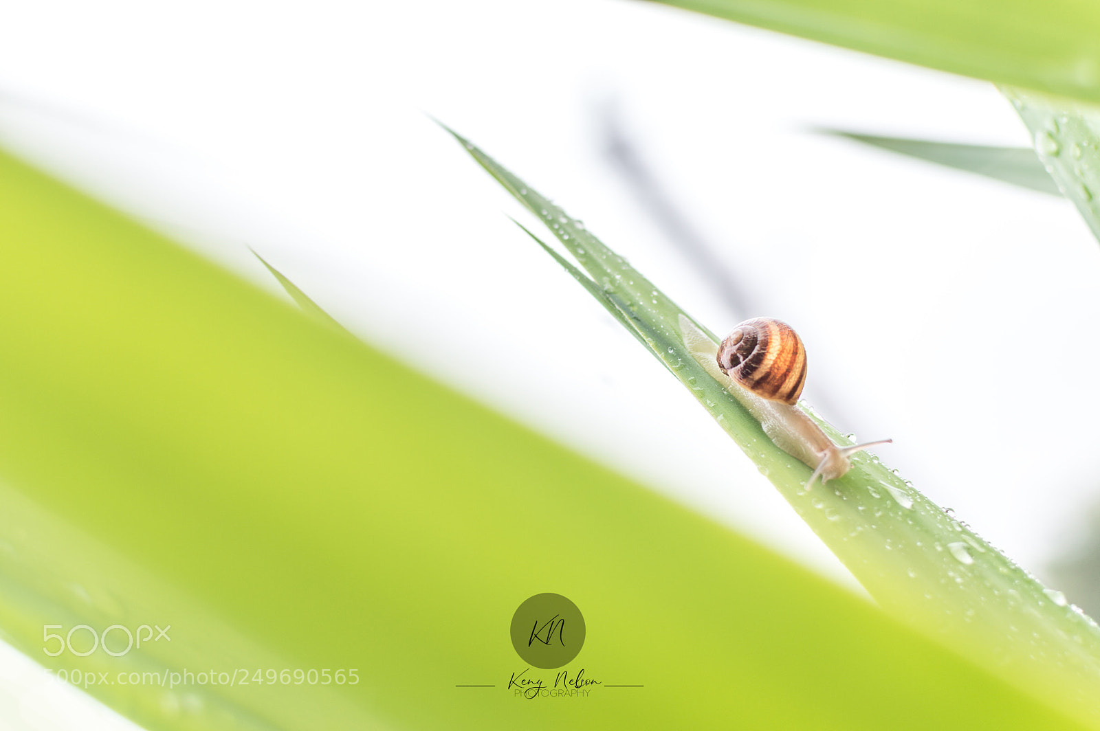 Nikon D3200 sample photo. L'escargot photography