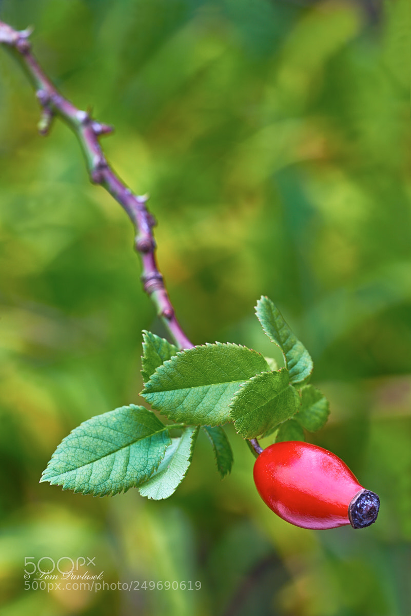 Nikon D600 sample photo. Rose-hip photography