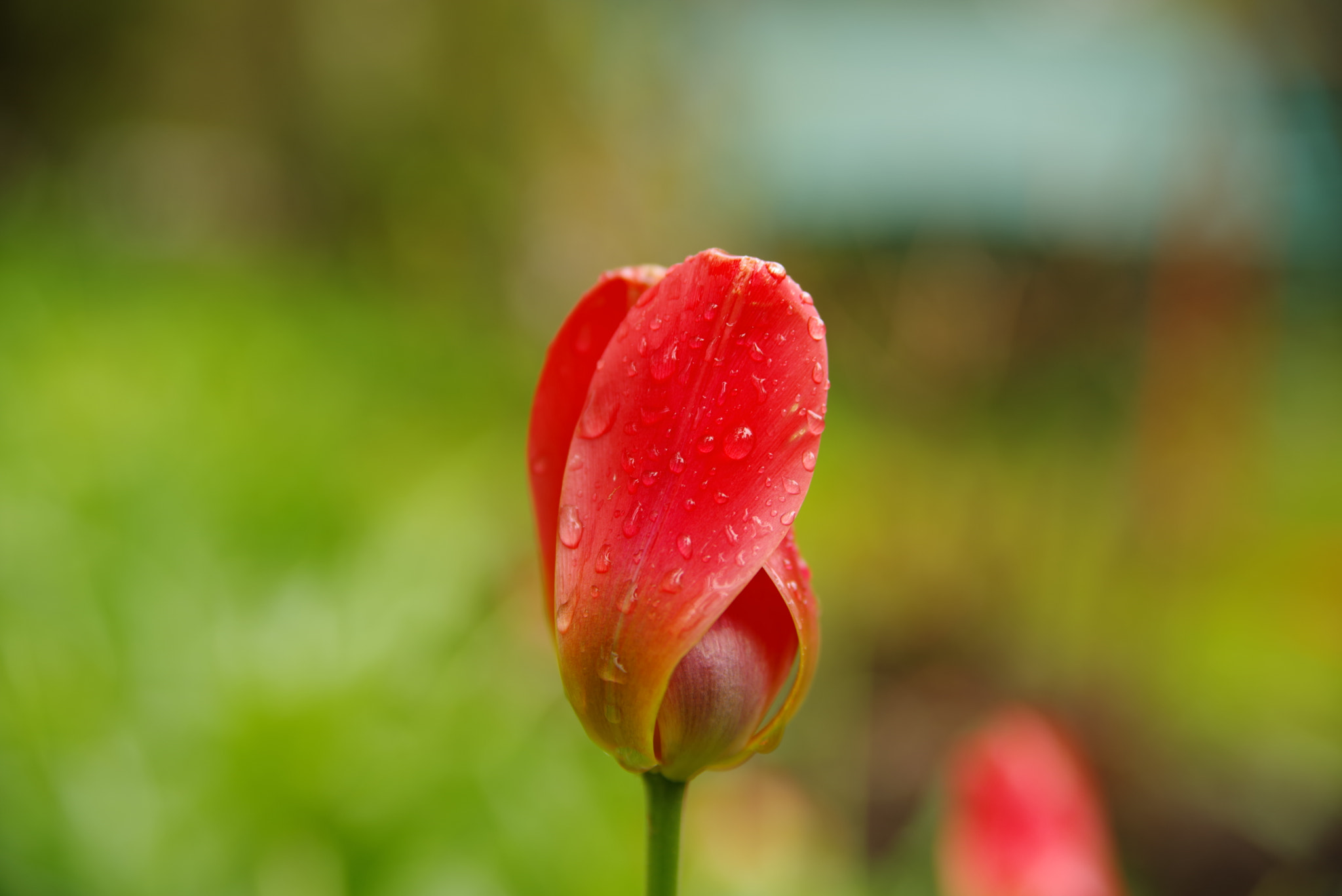 Pentax K-1 sample photo. Rainy day photography