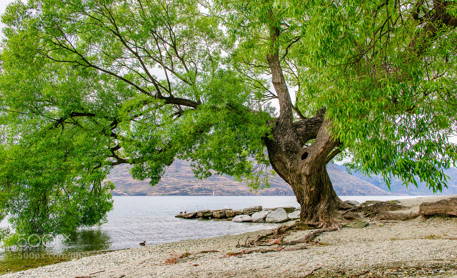Nikon D800 sample photo. Stay photography