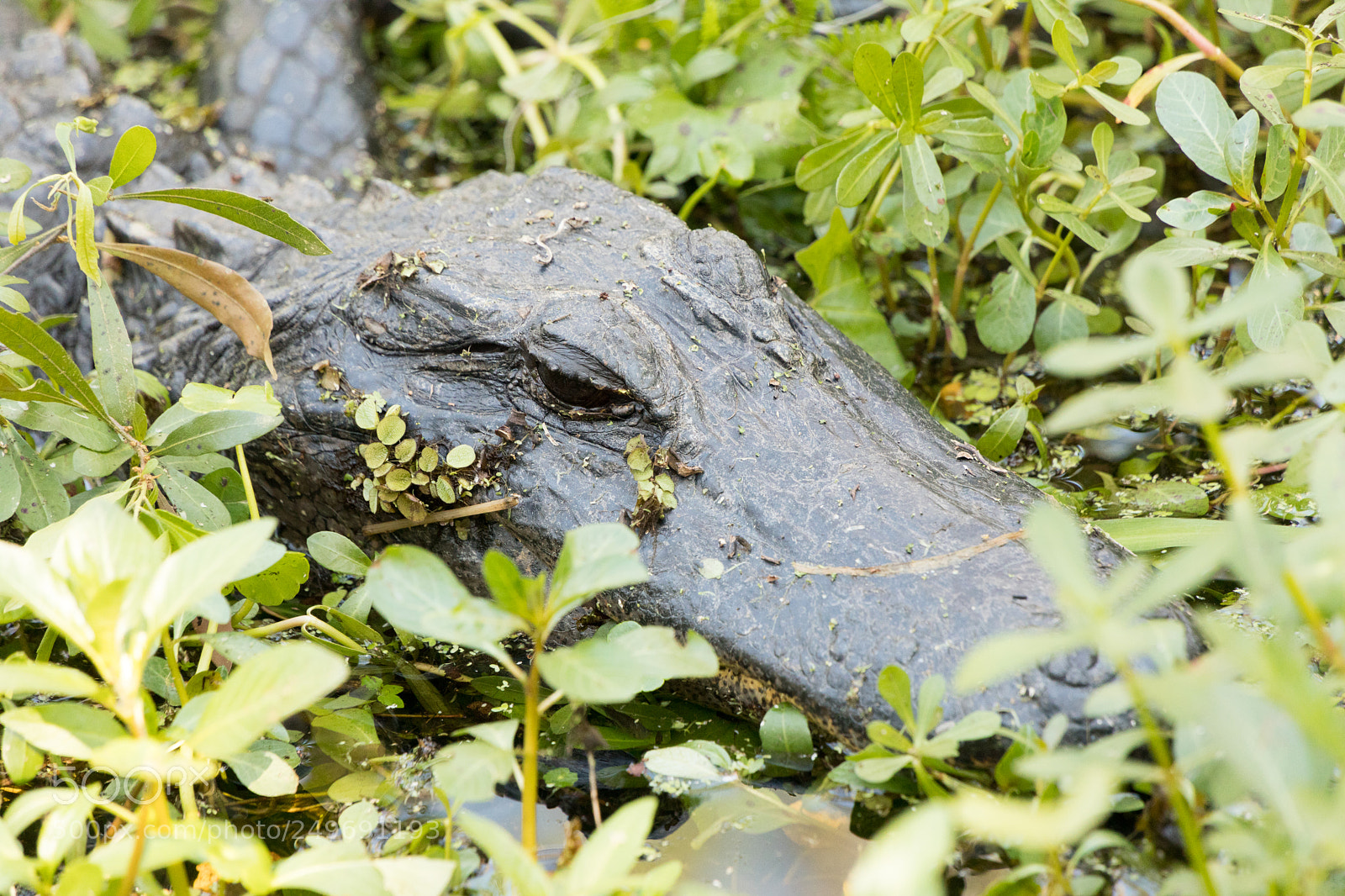 Canon EOS 5D Mark IV sample photo. Alligator photography