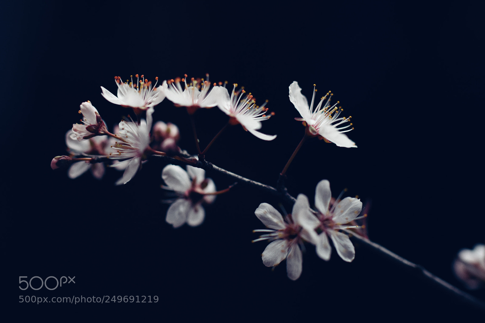 Nikon D810 sample photo. Untitled photography