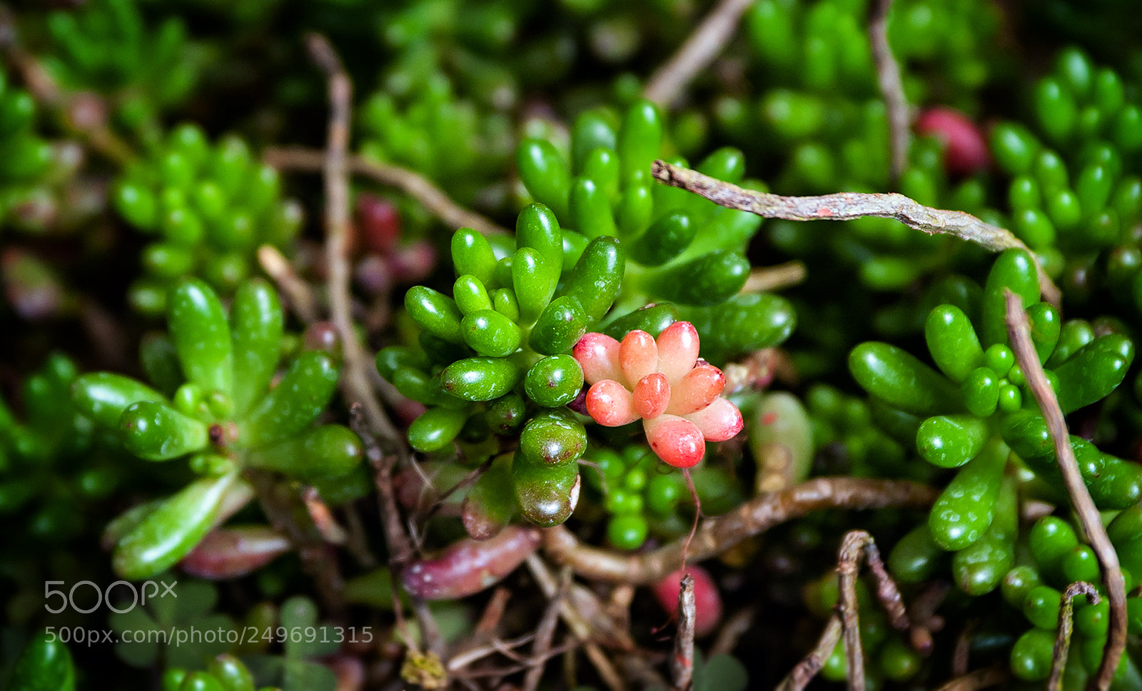 Nikon D300 sample photo. Green & pink photography