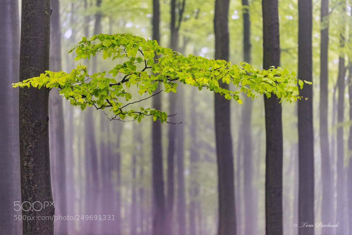 Nikon D600 sample photo. Beech branch with leaves photography