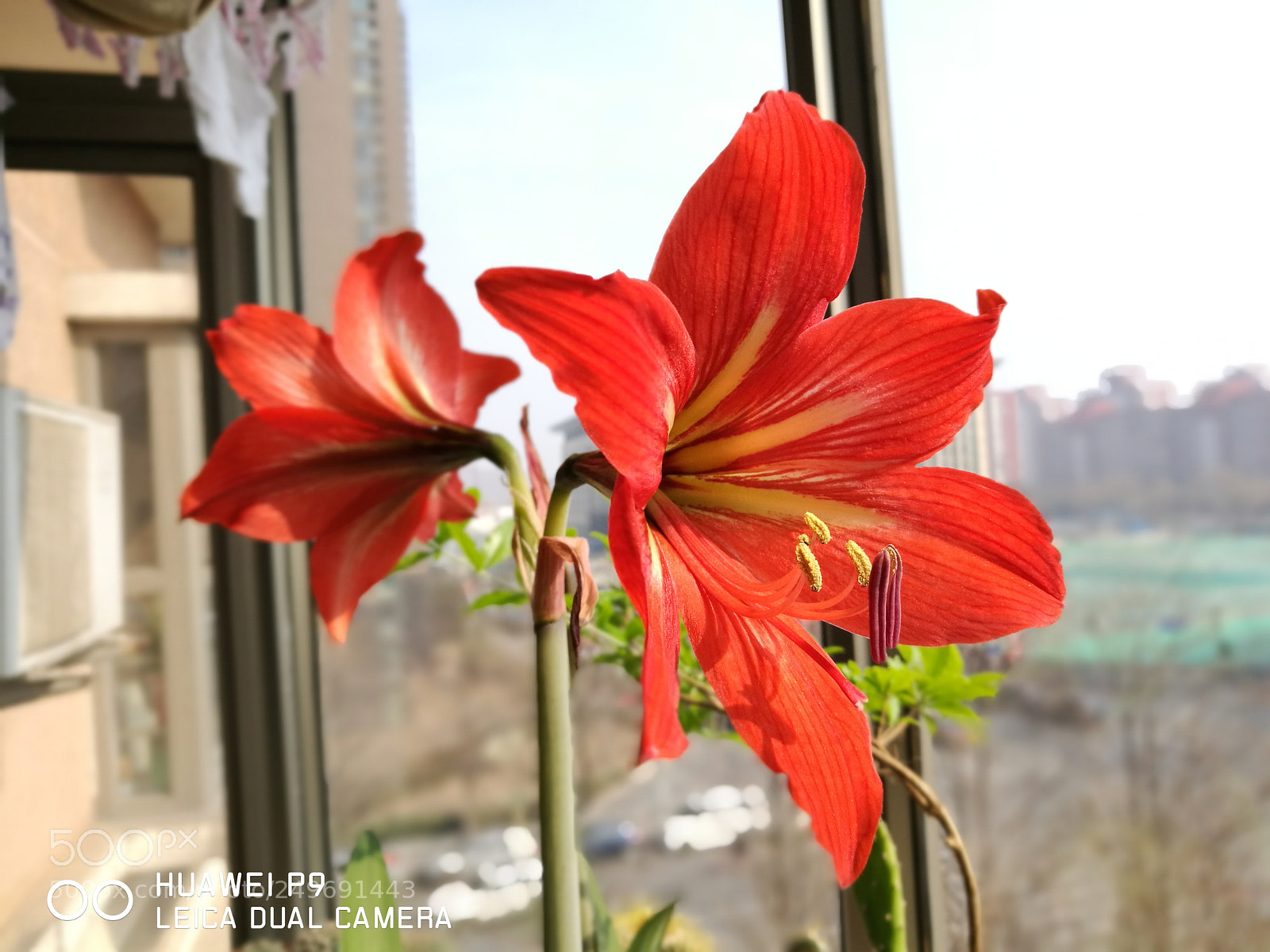 HUAWEI P9 sample photo. Untitled photography