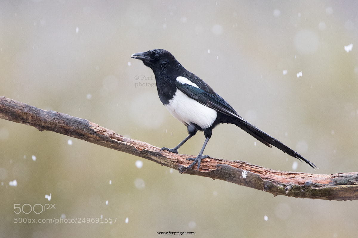 Canon EOS 7D Mark II sample photo. Magpie and snow photography