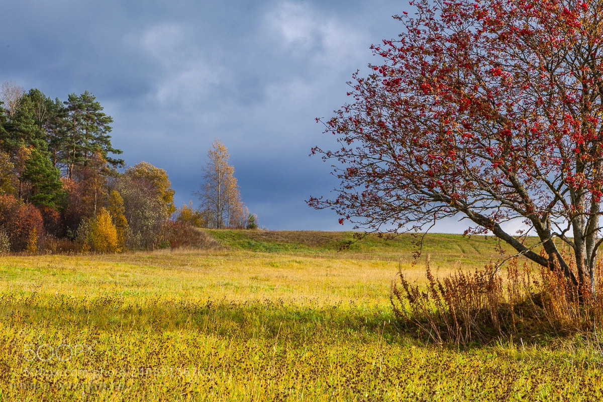 Canon EOS 5D Mark II sample photo. One mountain ash on photography