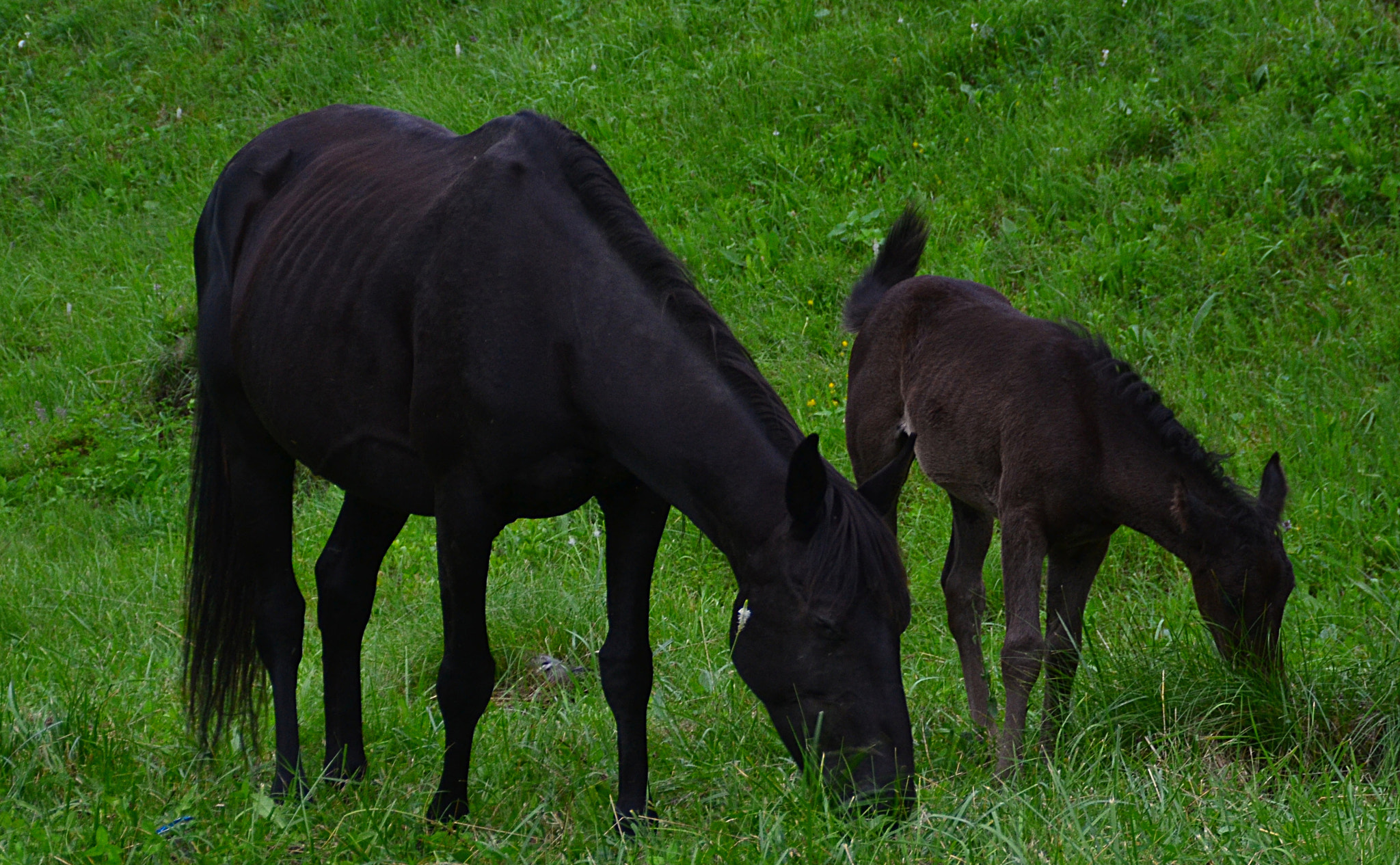 Nikon D3100 sample photo. Horse family photography