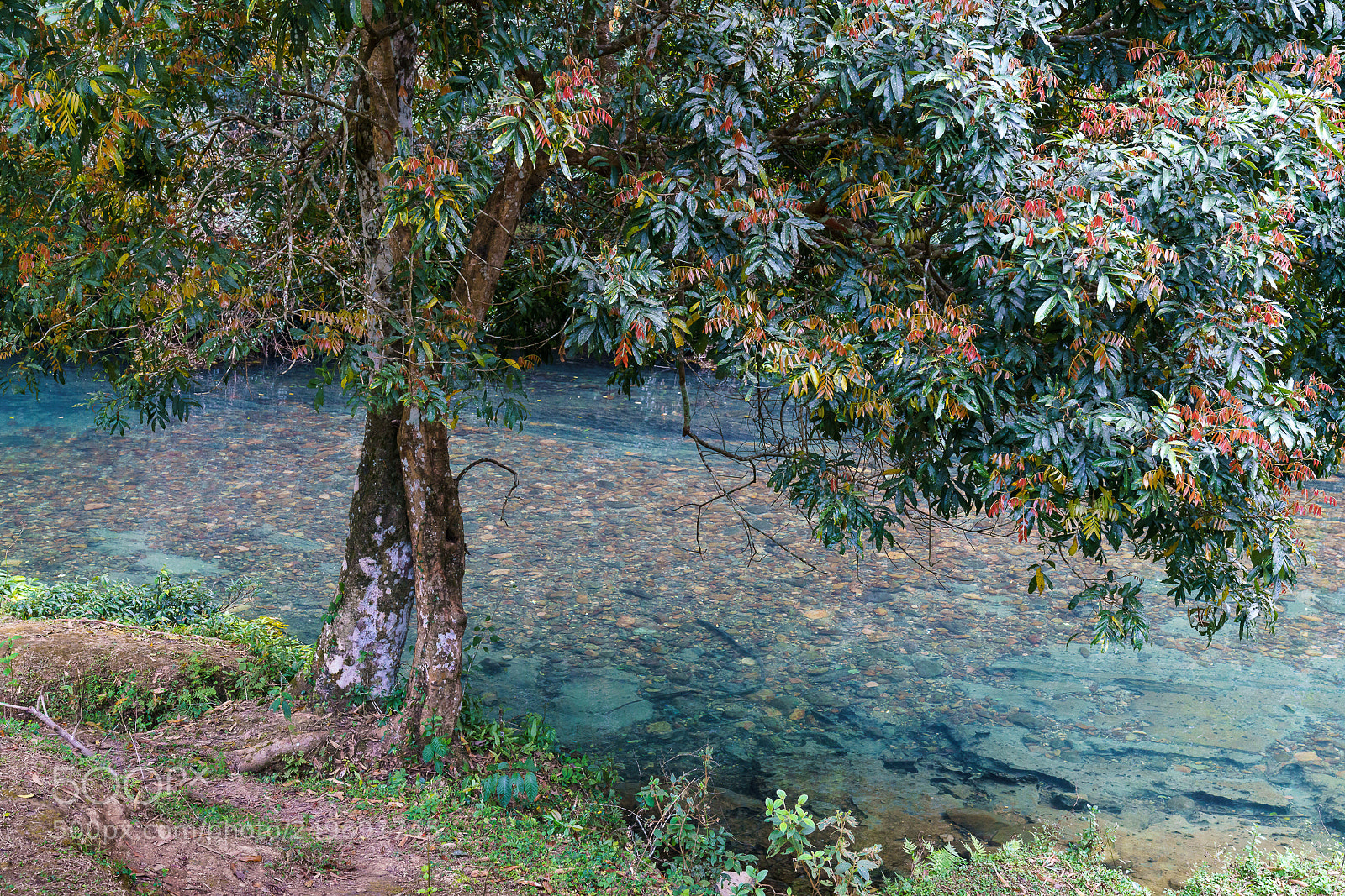 Sony a7R III sample photo. Couple trees photography