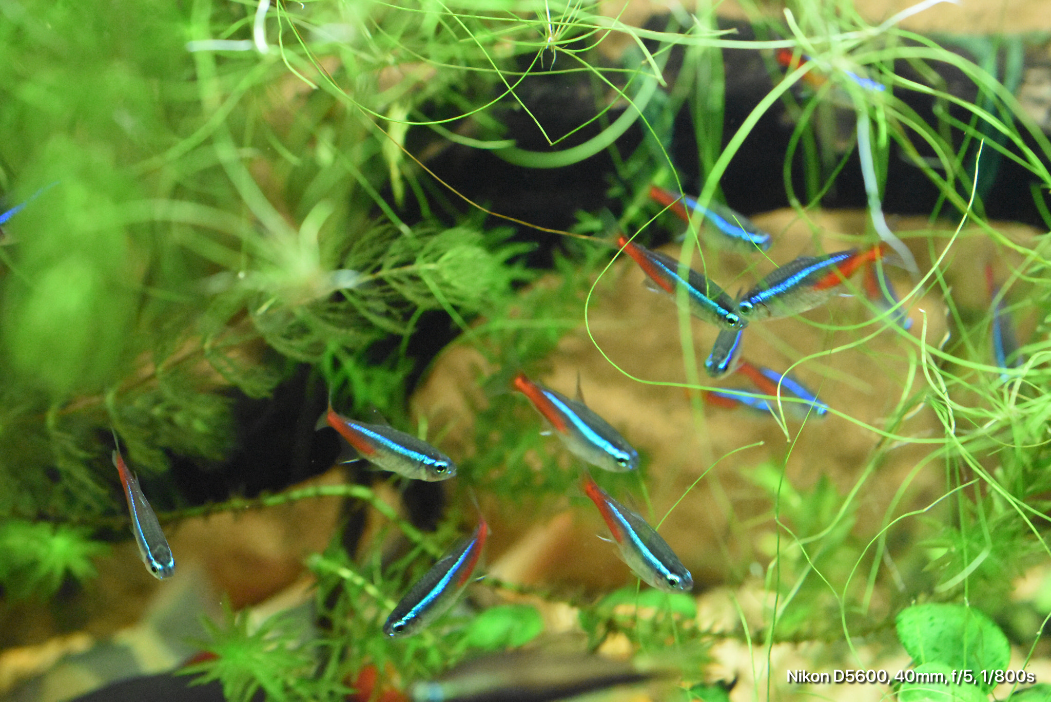 Nikon AF-S DX Micro Nikkor 40mm F2.8 sample photo. Neon tetra photography