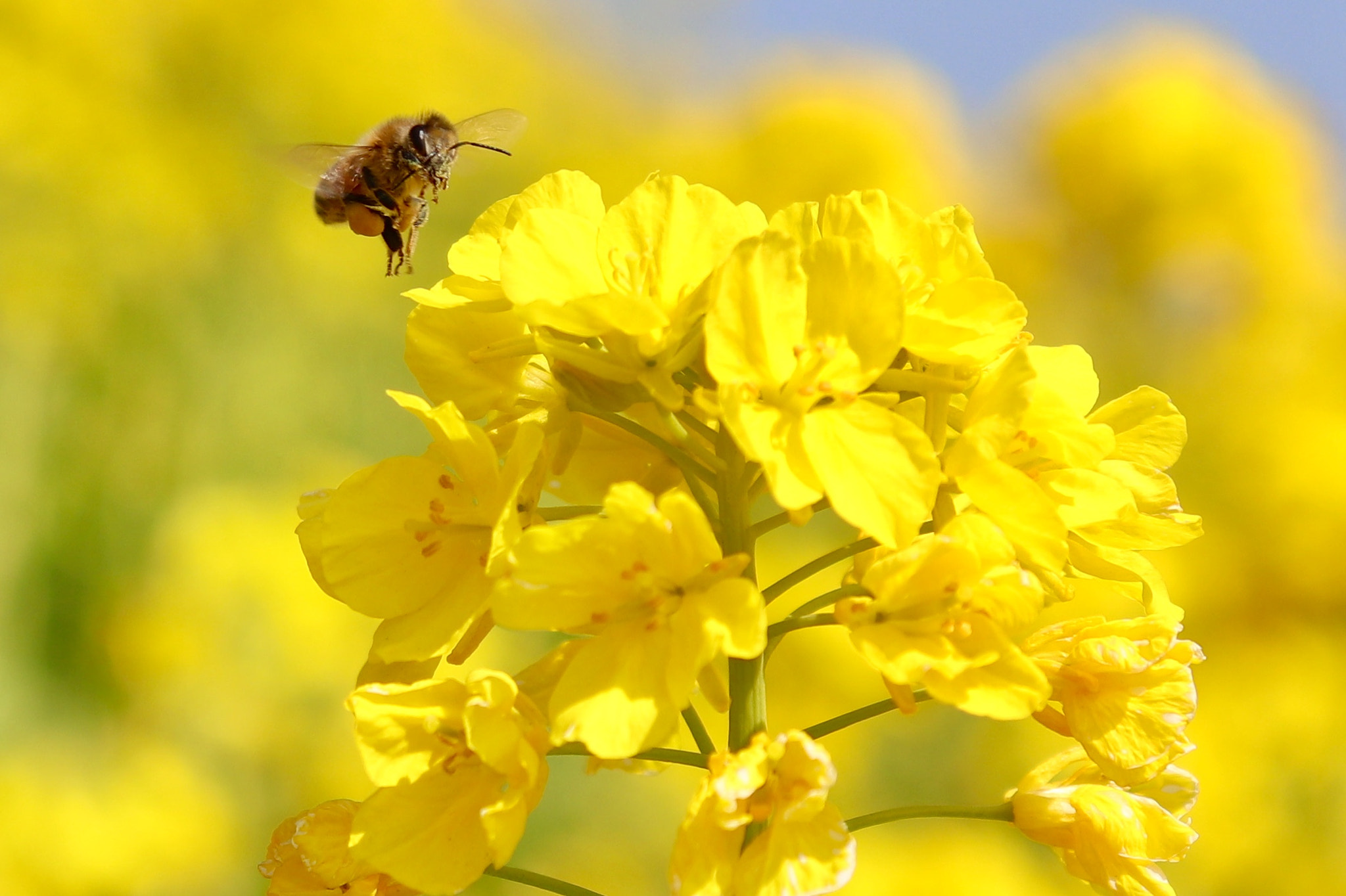 Canon EOS 200D (EOS Rebel SL2 / EOS Kiss X9) sample photo. Bee and flowers1 photography