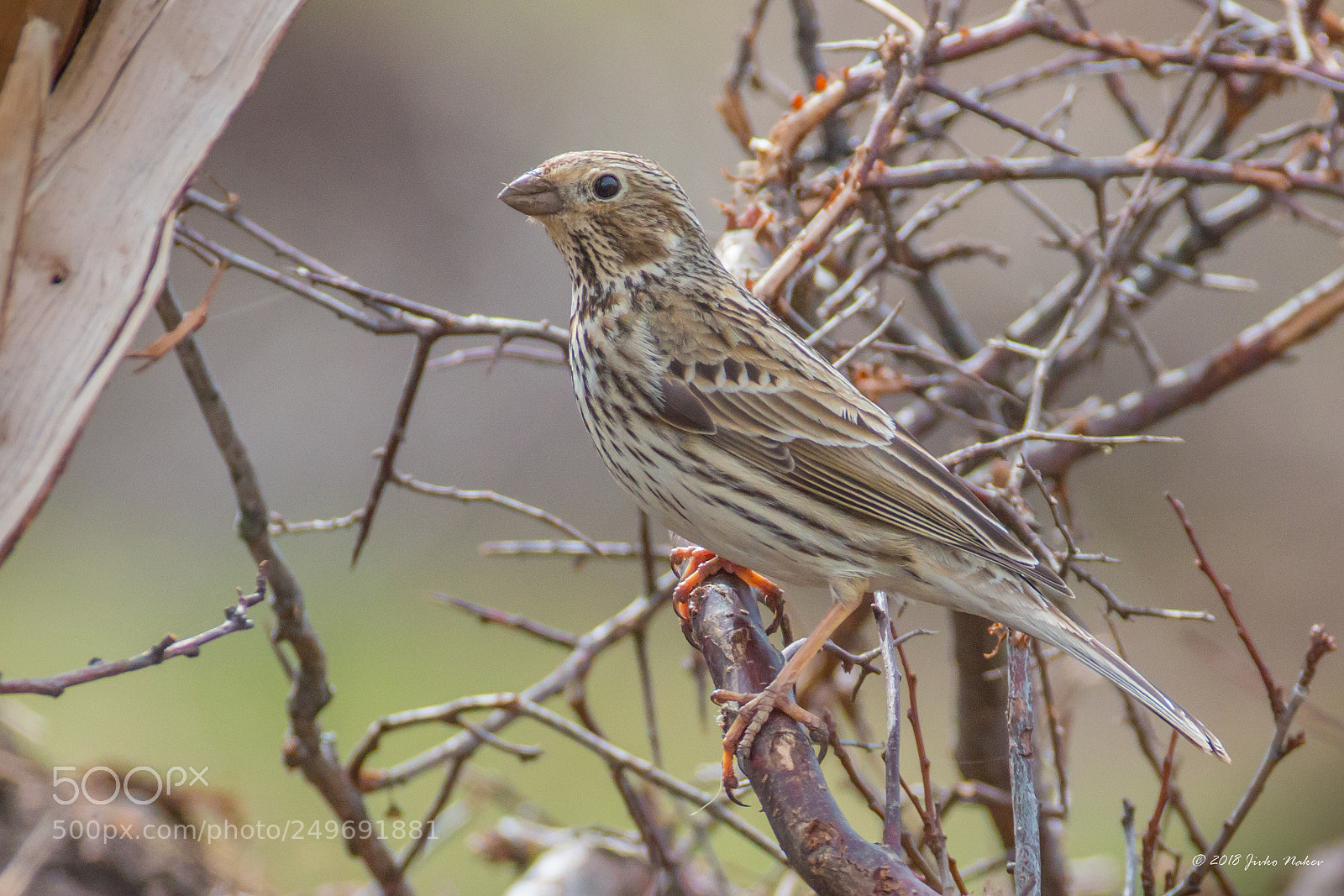 Canon EOS 70D sample photo. Corn bunting - emberiza photography