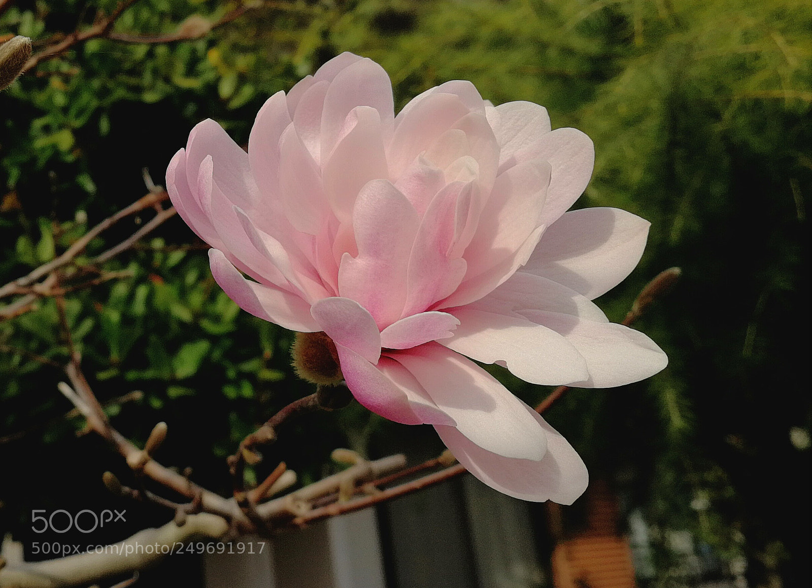 HUAWEI P10 sample photo. Untitled photography