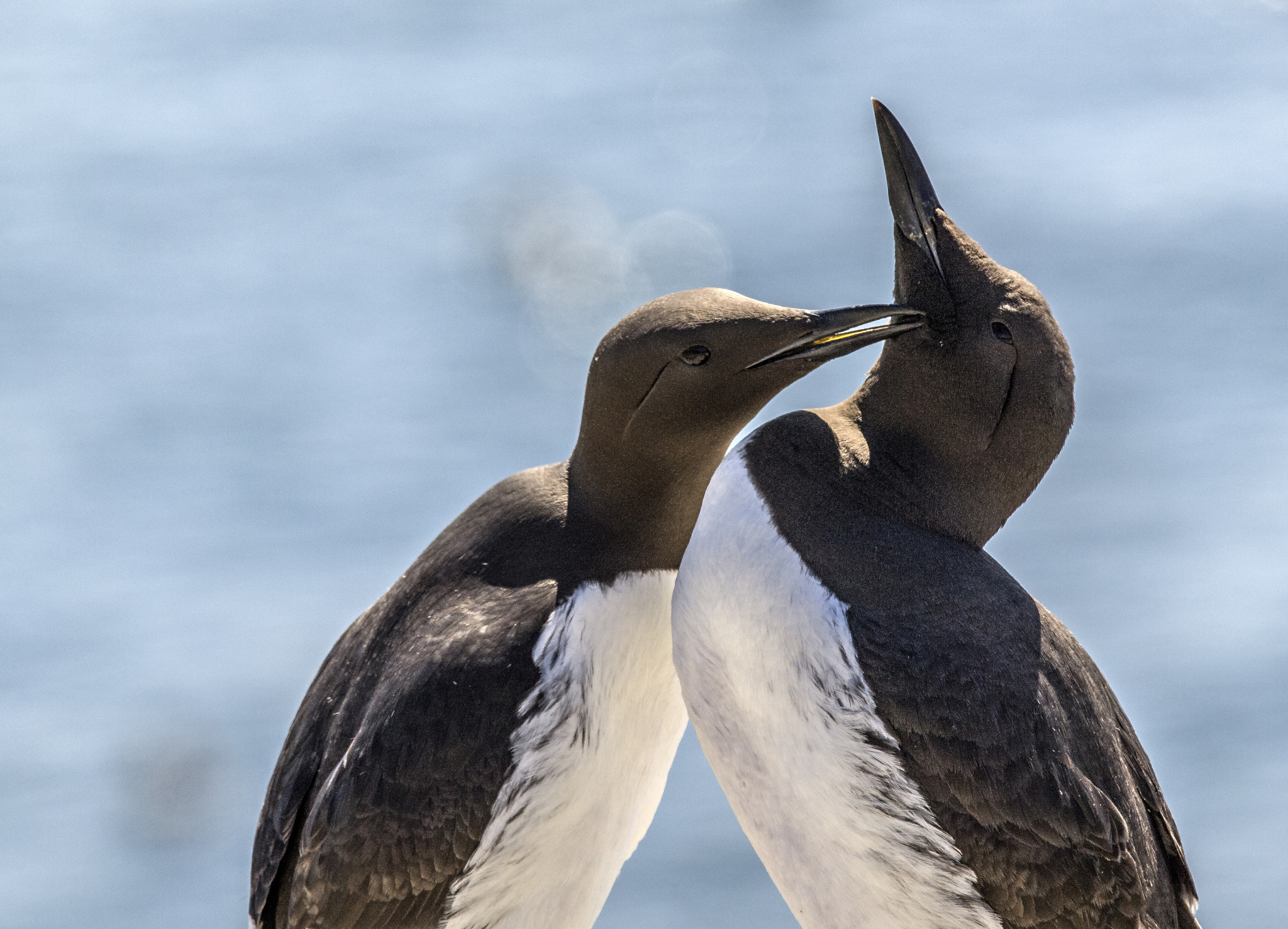 Olympus E-5 sample photo. Guillemots photography