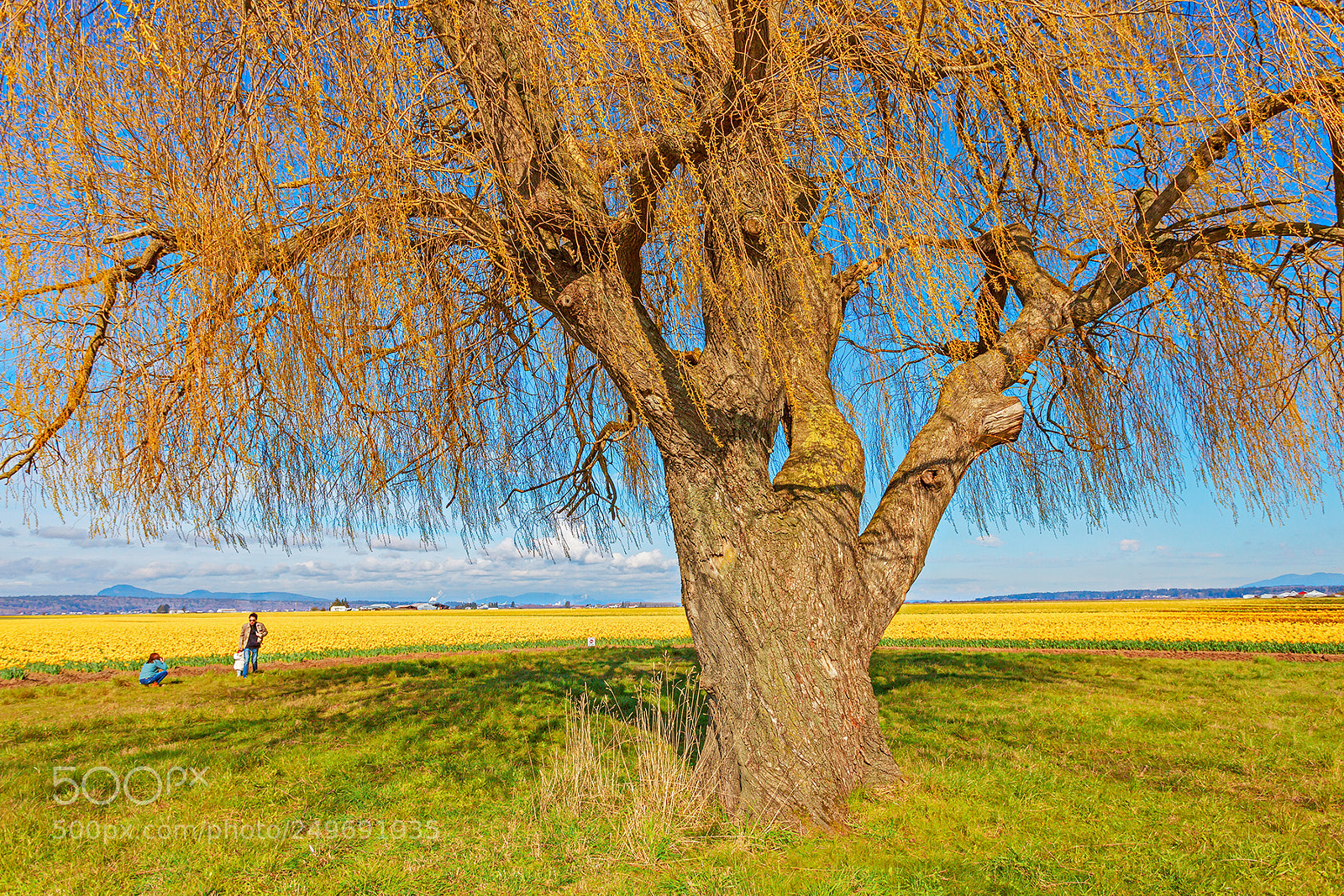 Canon EOS 5D Mark II sample photo. Mt vernon daffodil photography