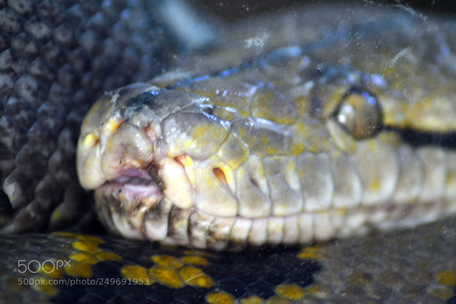 Nikon D3100 sample photo. Reticulated python photography