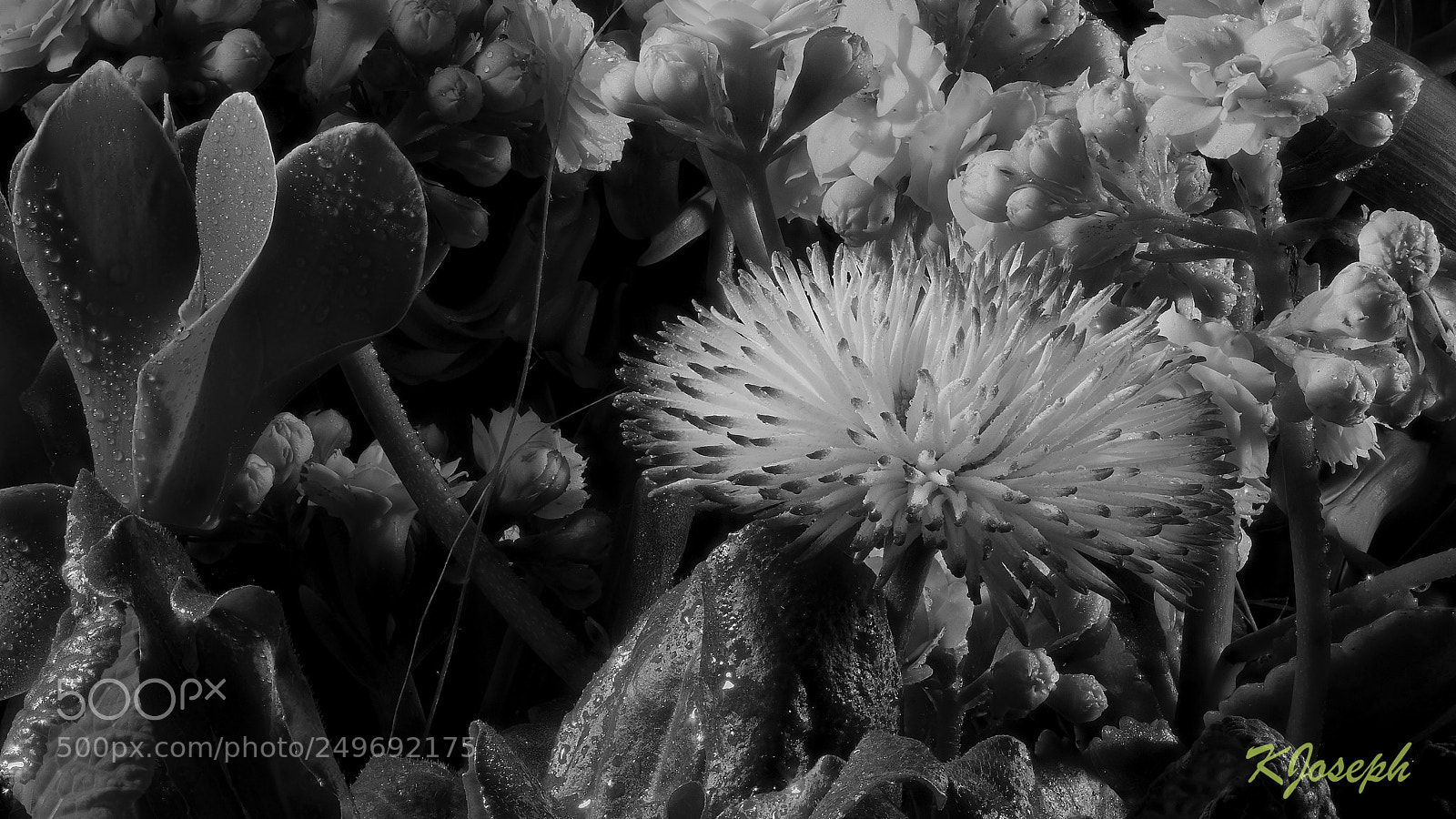 Olympus OM-D E-M1 Mark II sample photo. Flowers. photography