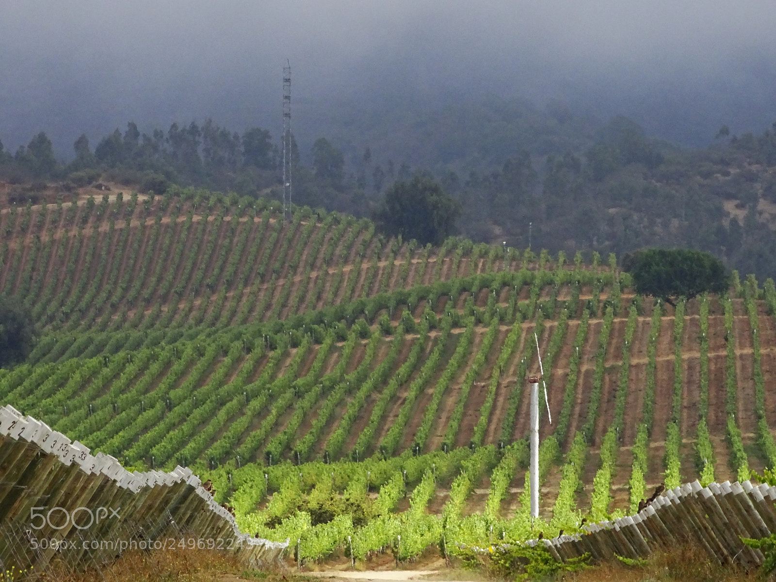 Sony Cyber-shot DSC-HX400V sample photo. Viñas en casablanca photography