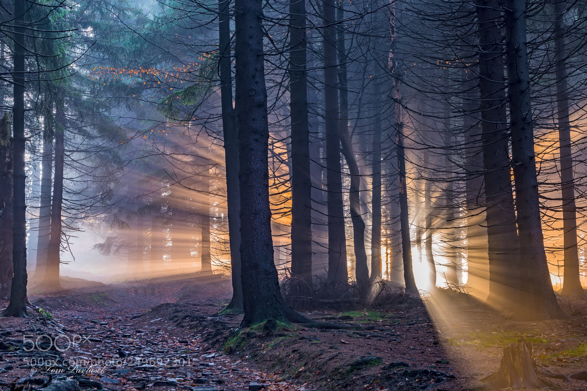 Nikon D600 sample photo. Spruce forest with sun photography