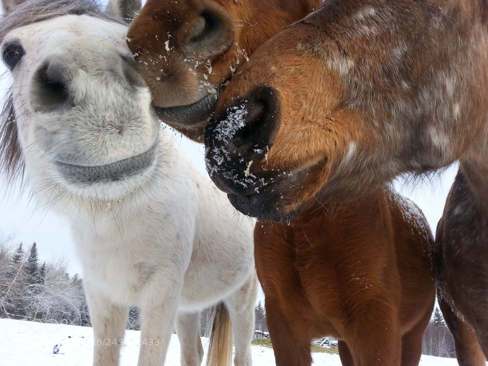Samsung Galaxy S3 sample photo. Who has the apple? photography