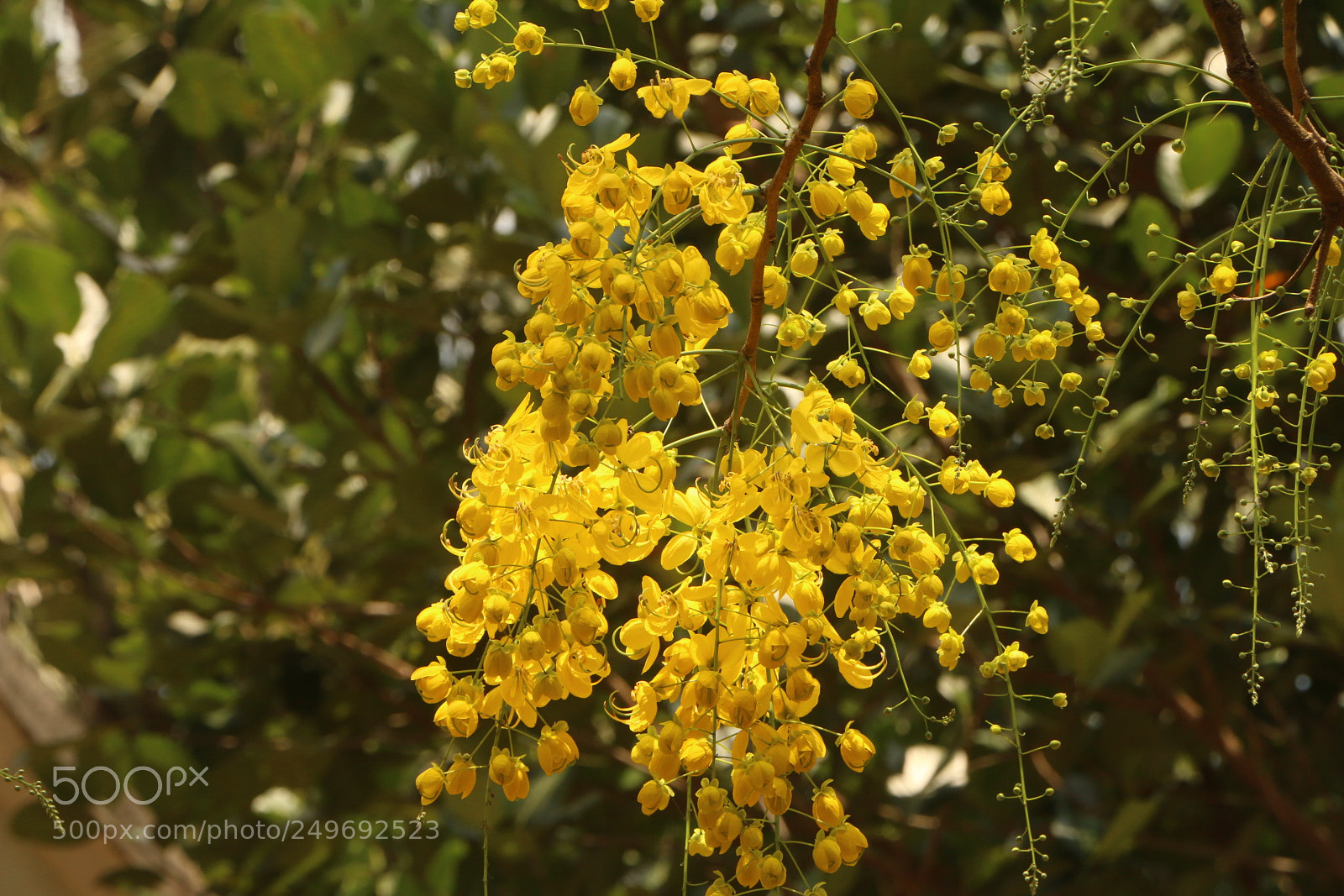 Canon EOS 70D sample photo. Seasonal arrival photography
