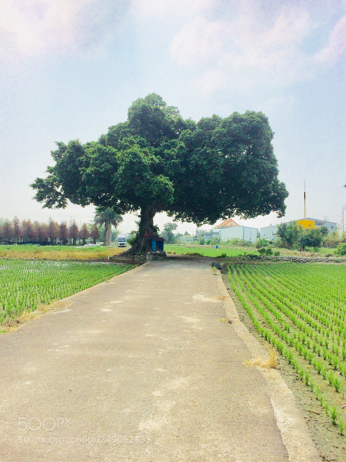 Apple iPhone 5s sample photo. 台中金城武樹 photography