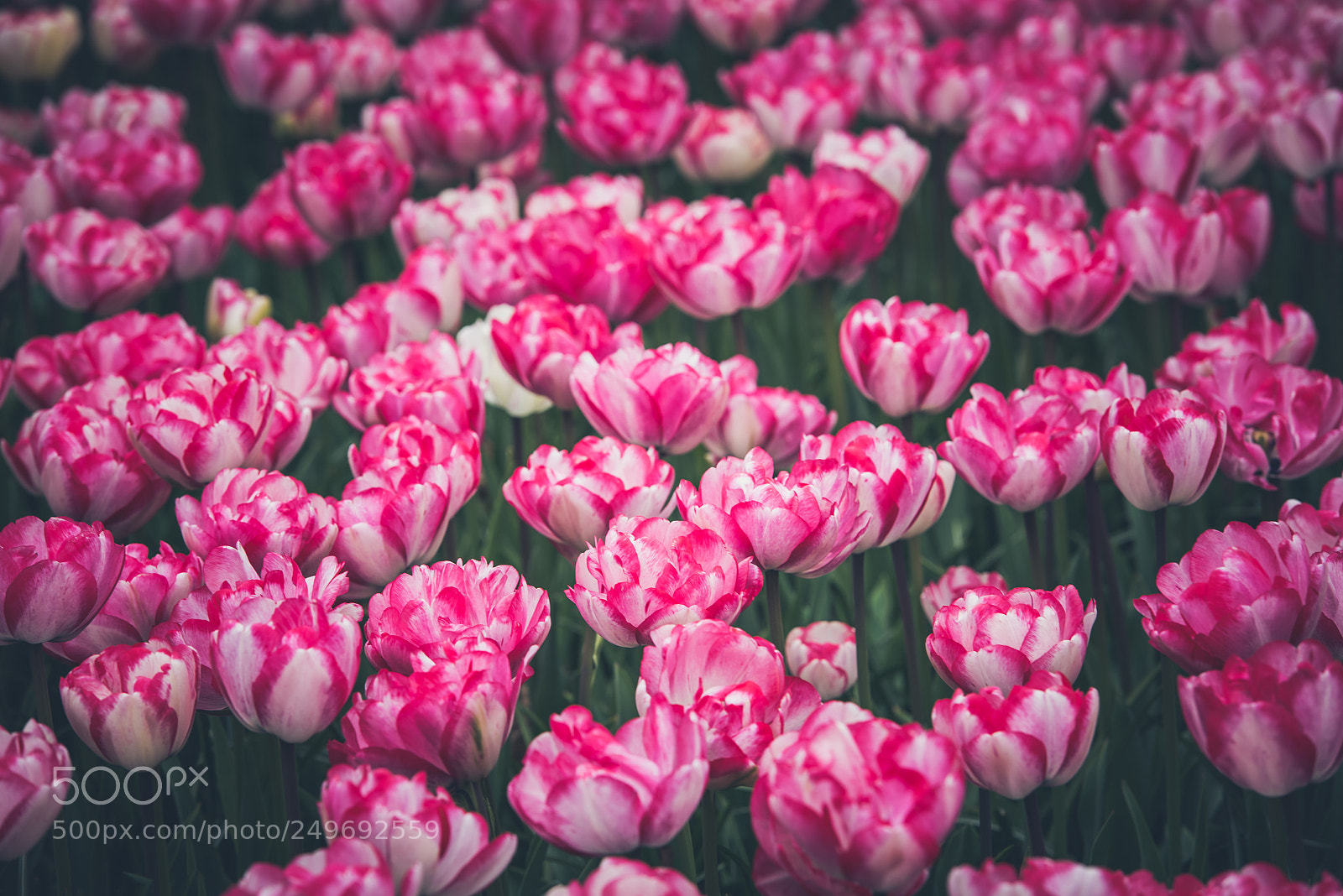 Nikon D810 sample photo. Multicolored tulips field in photography
