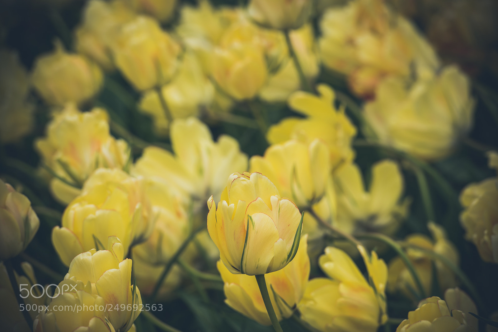 Nikon D810 sample photo. Yellow tulips field in photography