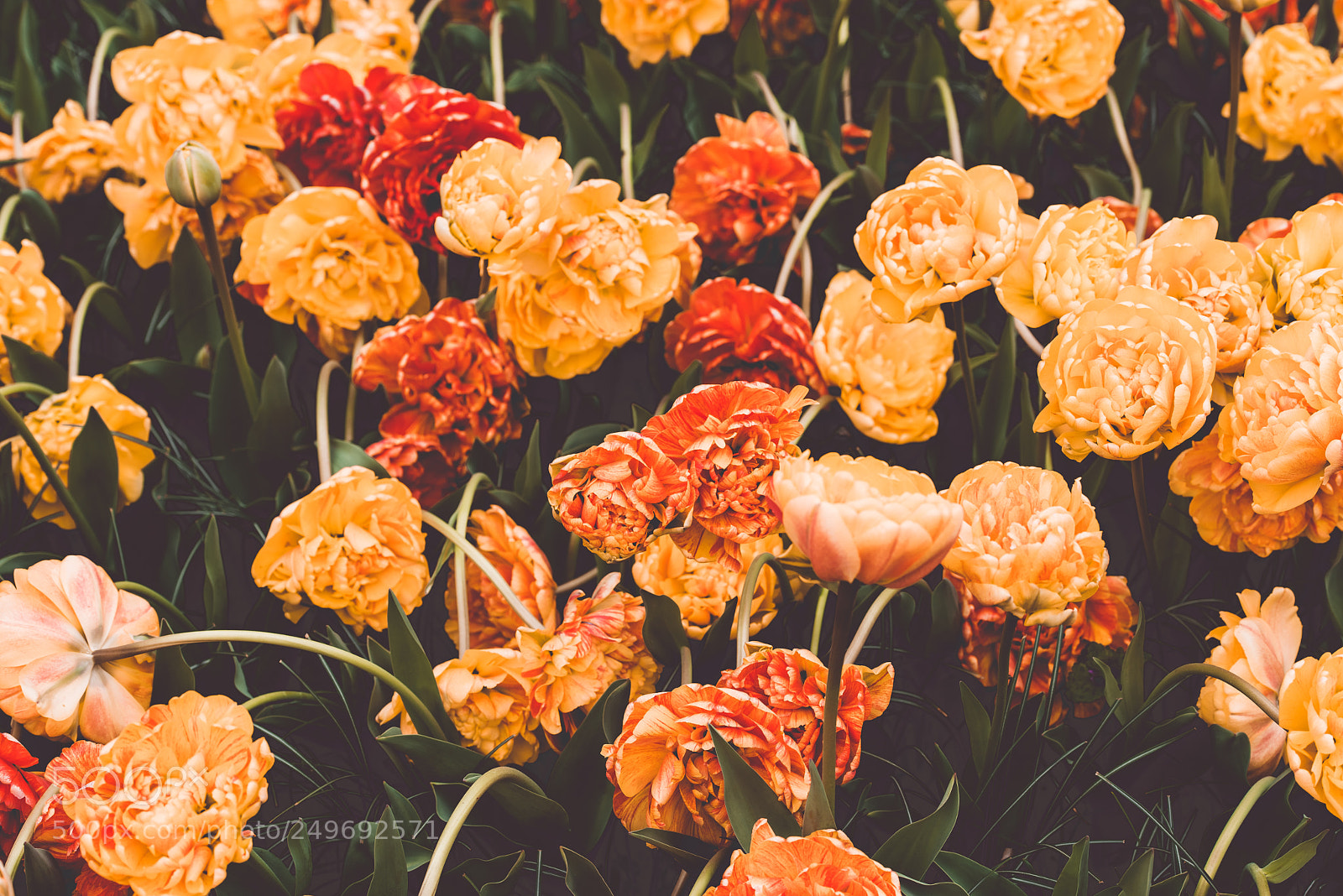Nikon D810 sample photo. Multicolored tulips field in photography