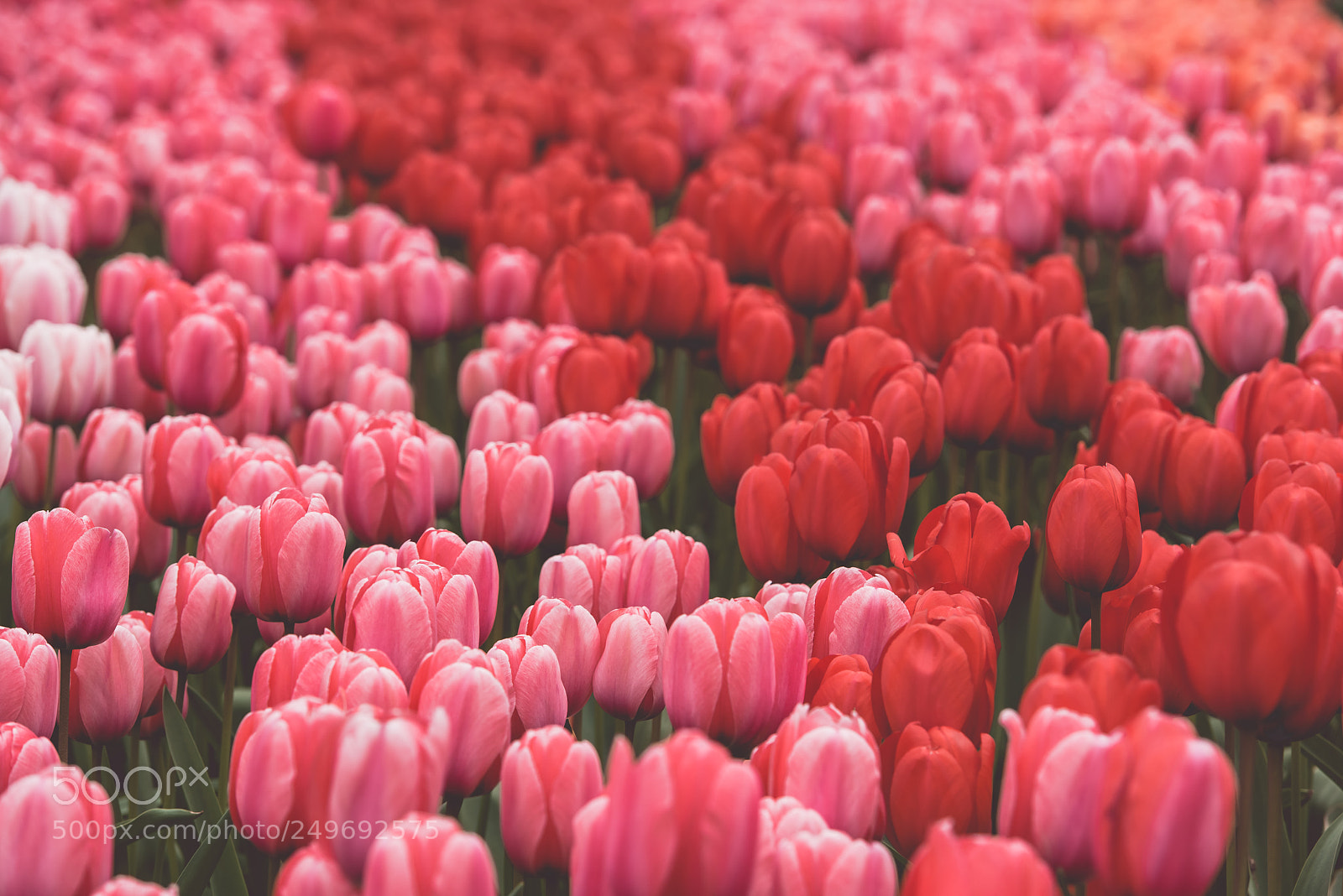 Nikon D810 sample photo. Multicolored tulips field in photography