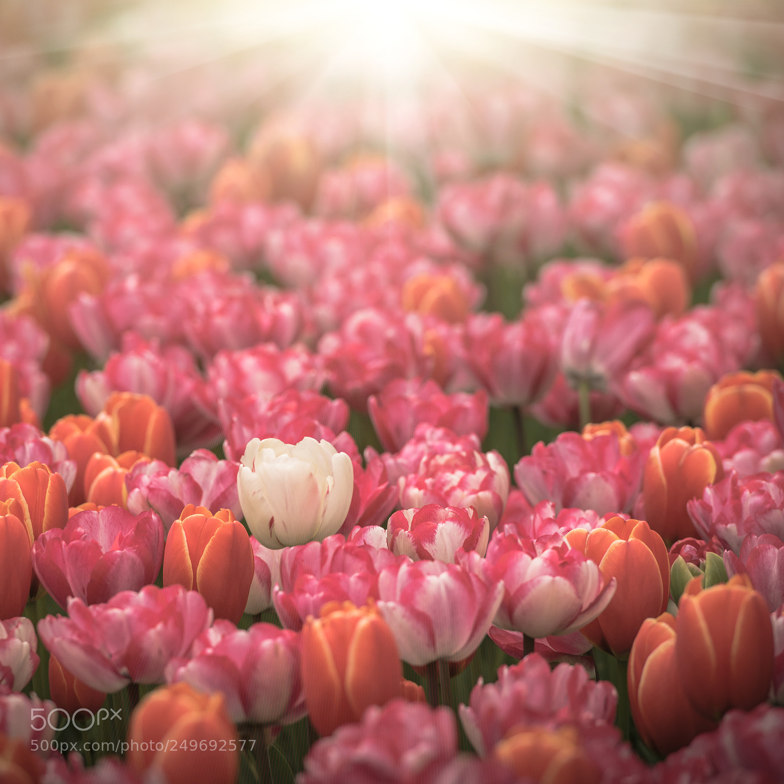 Nikon D810 sample photo. Multicolored tulips field in photography