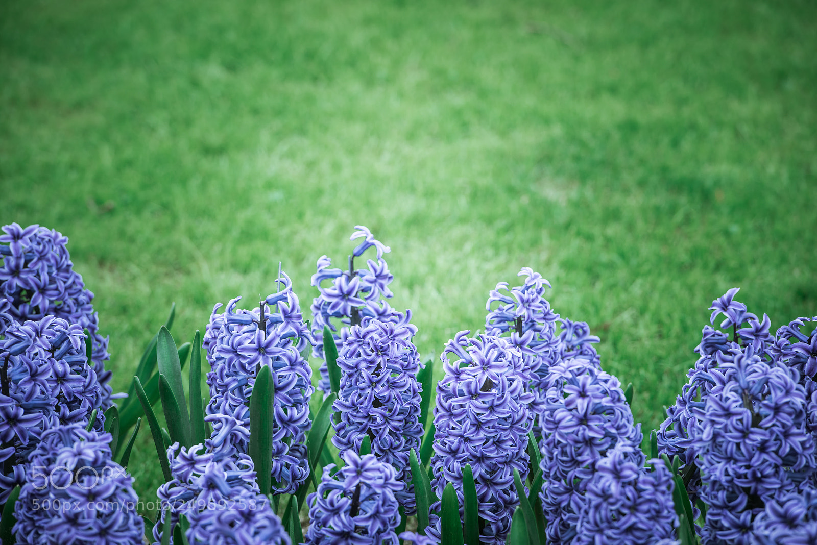 Nikon D810 sample photo. Bright purple hyacinths on photography