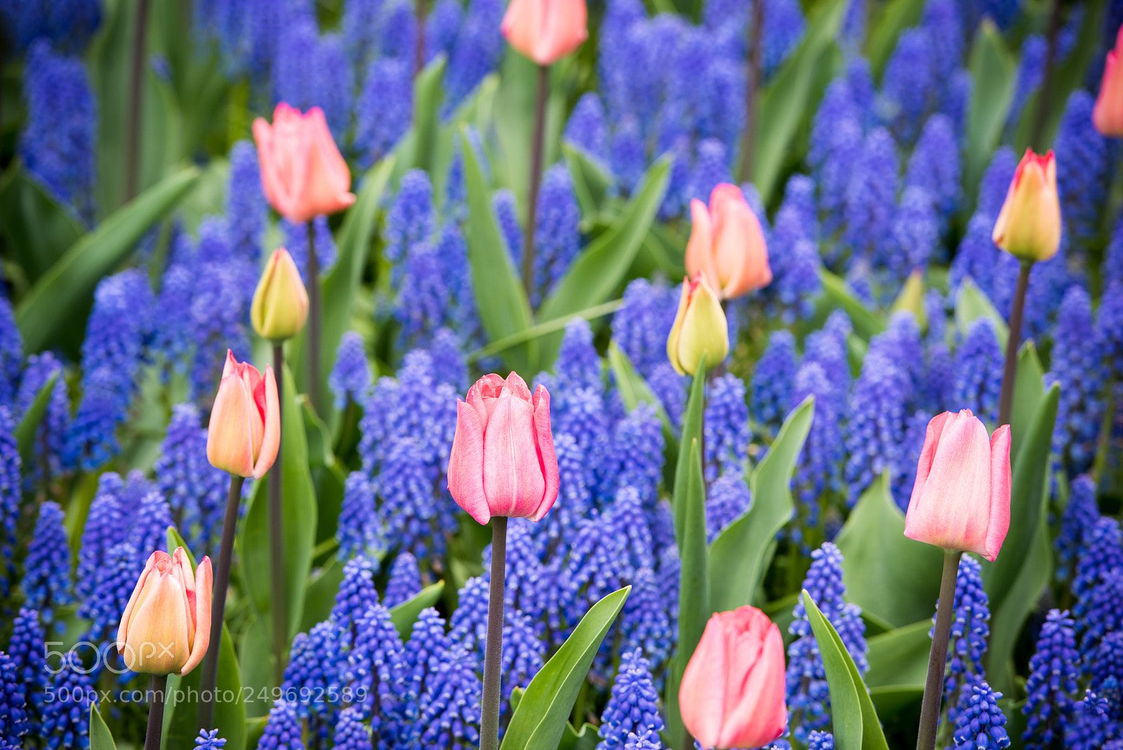 Nikon D810 sample photo. Pink tulips and muscari photography
