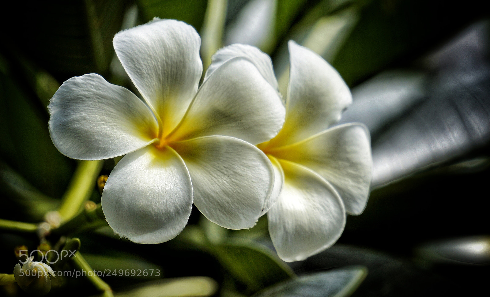 Sony Alpha NEX-5N sample photo. Untitled photography