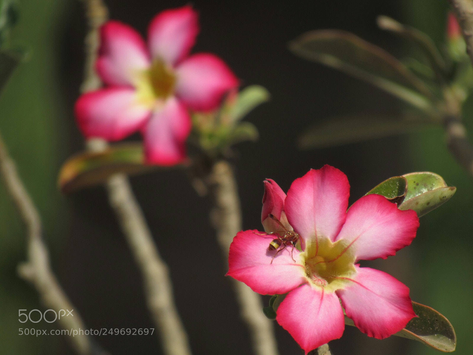 Canon PowerShot SX530 HS sample photo. Desert rose with paper photography