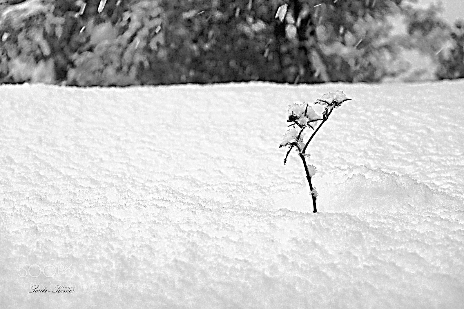 Sony a6000 sample photo. _dsc1802-1.jpg photography