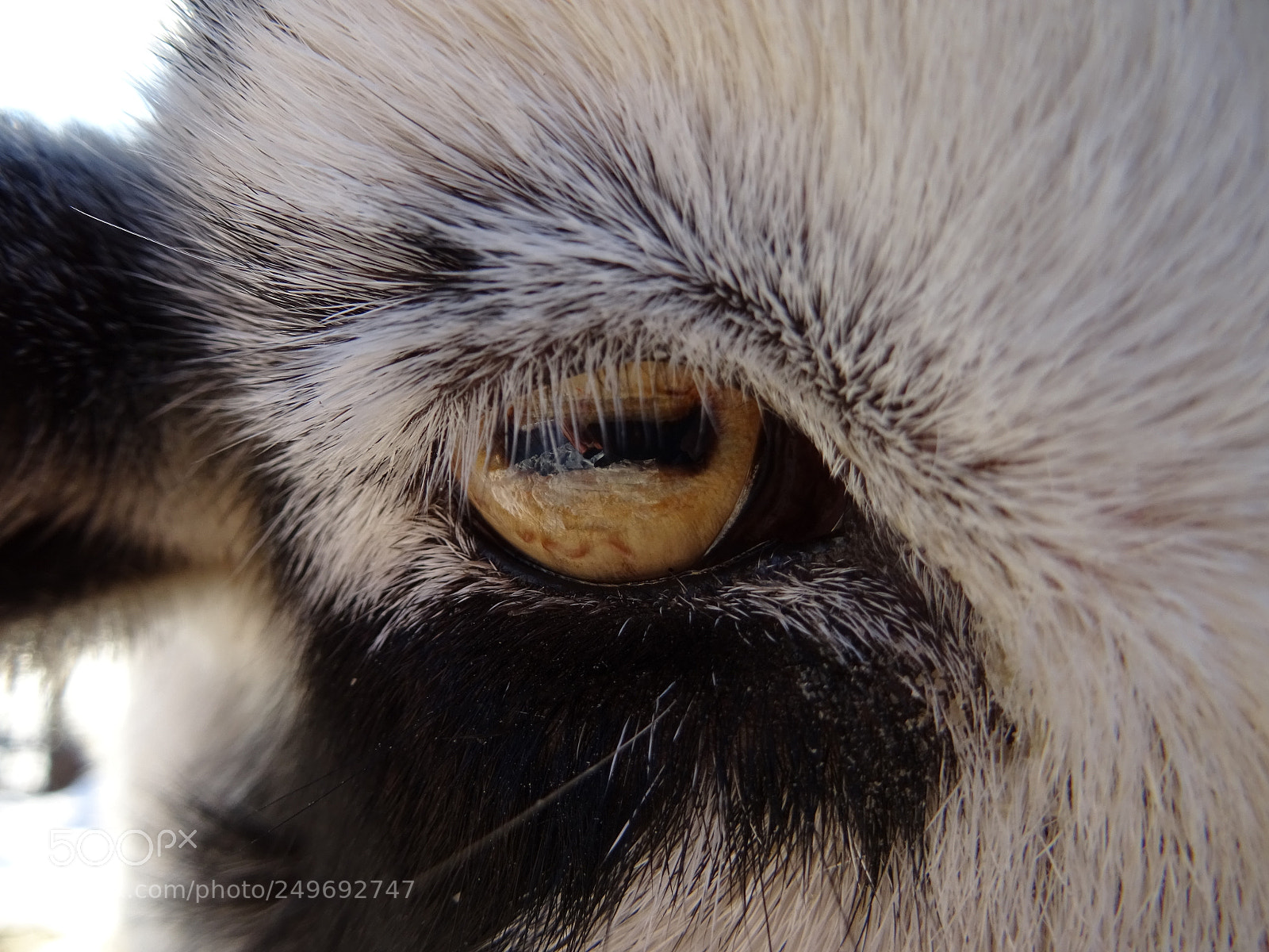 Sony DSC-HX60V sample photo. Eye of goat snow photography