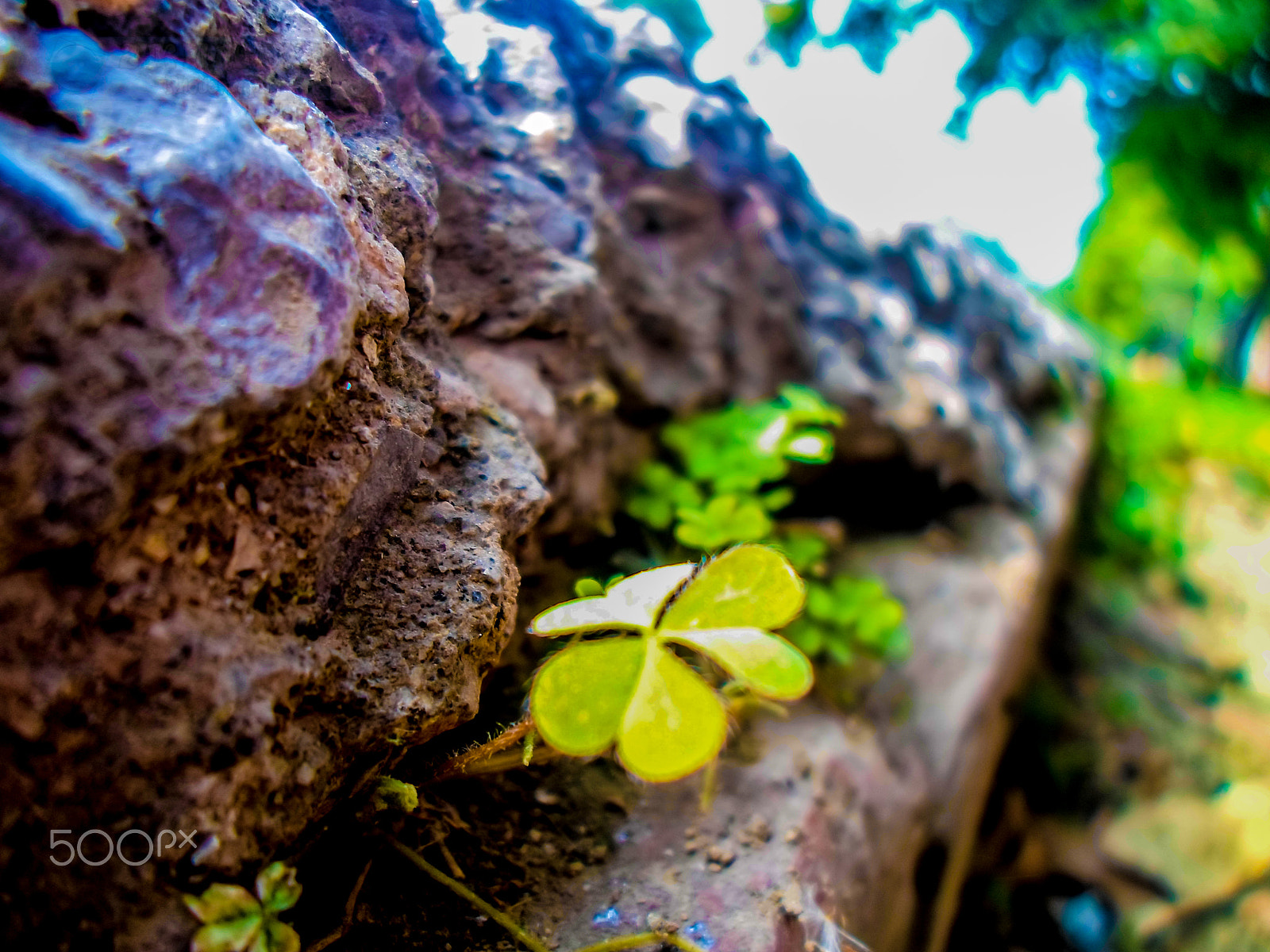 Samsung ST66 / ST68 sample photo. Plant in rock, photography
