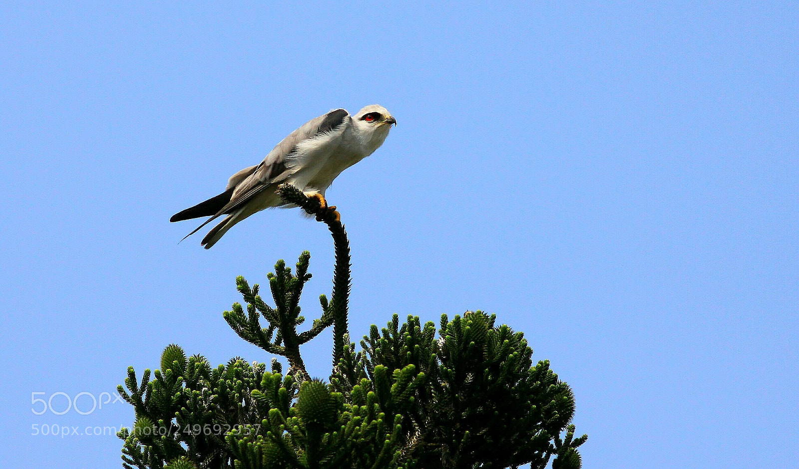 Canon EOS 50D sample photo. 黑翅鳶 photography