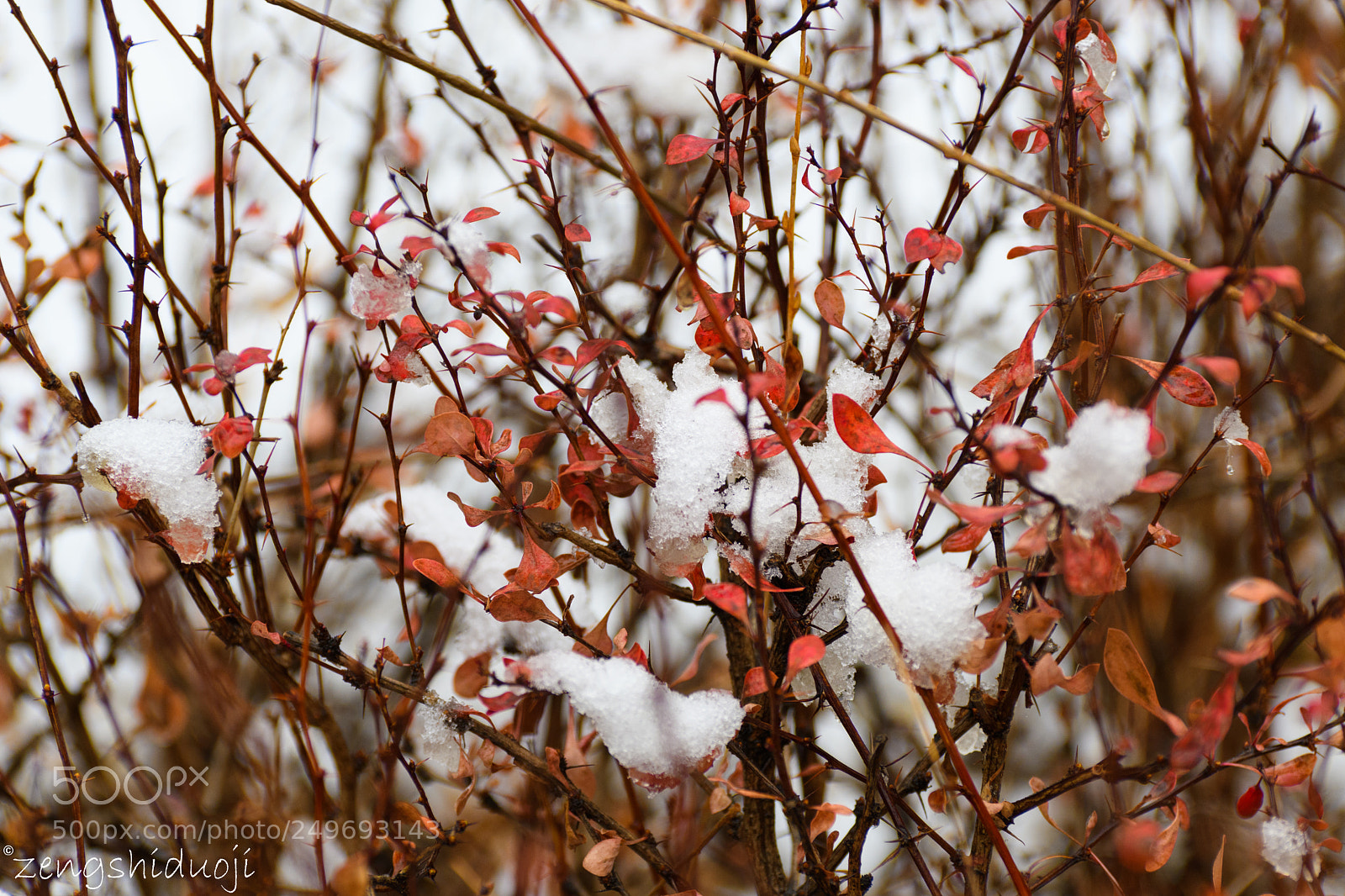 Nikon D500 sample photo. 北京春雪 photography