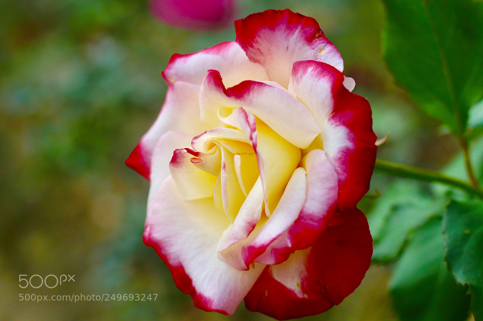 Canon EOS 70D sample photo. Rose photography