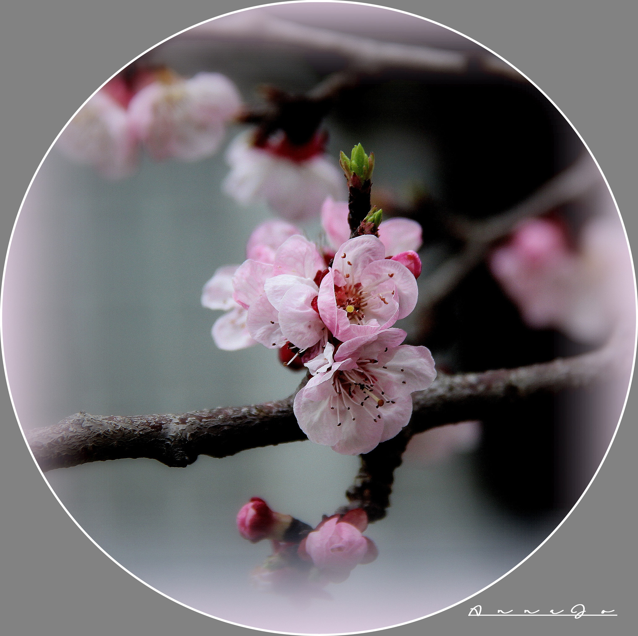 Canon EF-S 18-200mm F3.5-5.6 IS sample photo. Printemps photography
