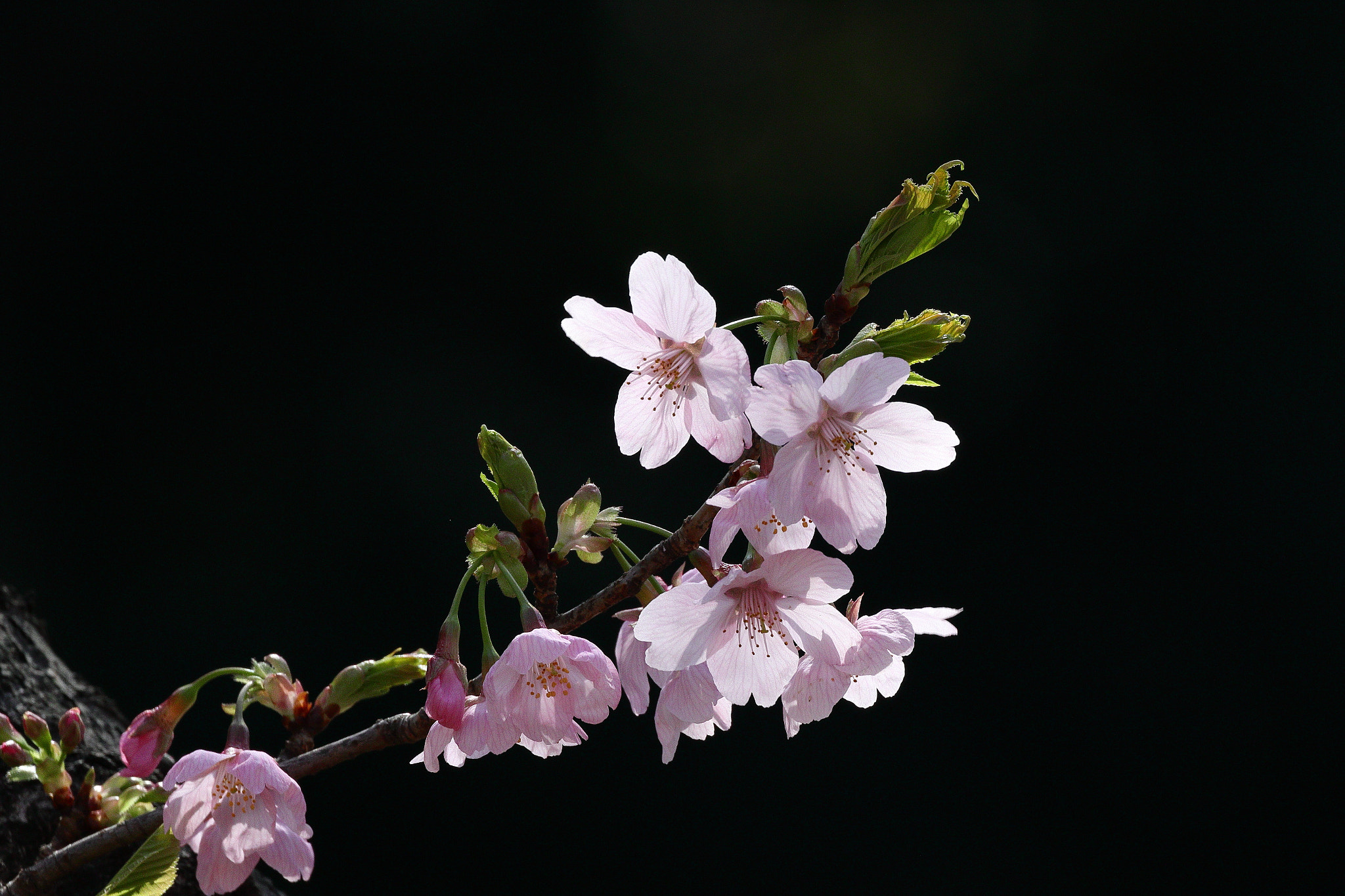 Canon EF 100-400mm F4.5-5.6L IS II USM sample photo. Cherry blossom 7i2a2443 photography