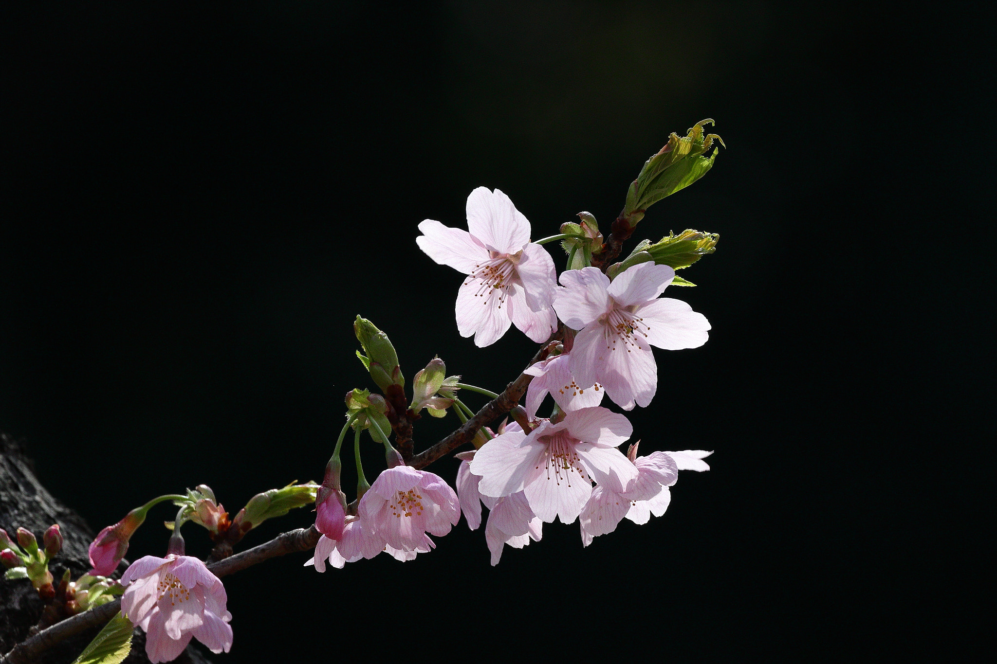 Canon EOS 7D Mark II sample photo. Cherry blossom 7i2a2443 photography