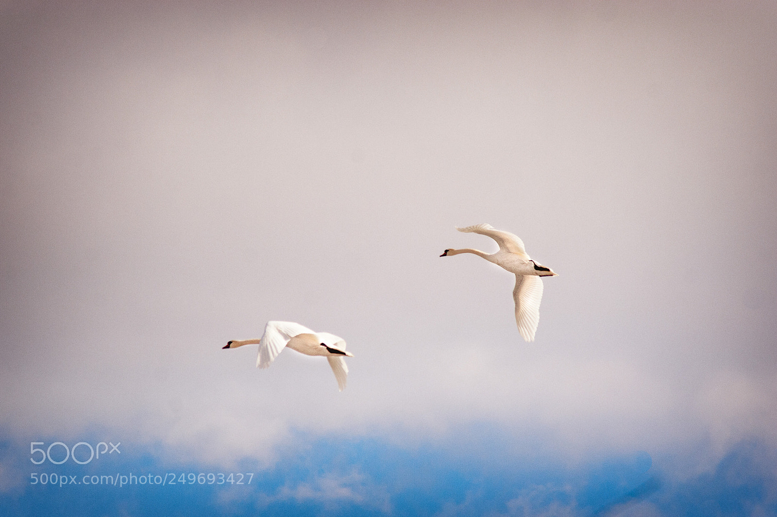 Canon EOS 20D sample photo. Let's fly away together ... photography