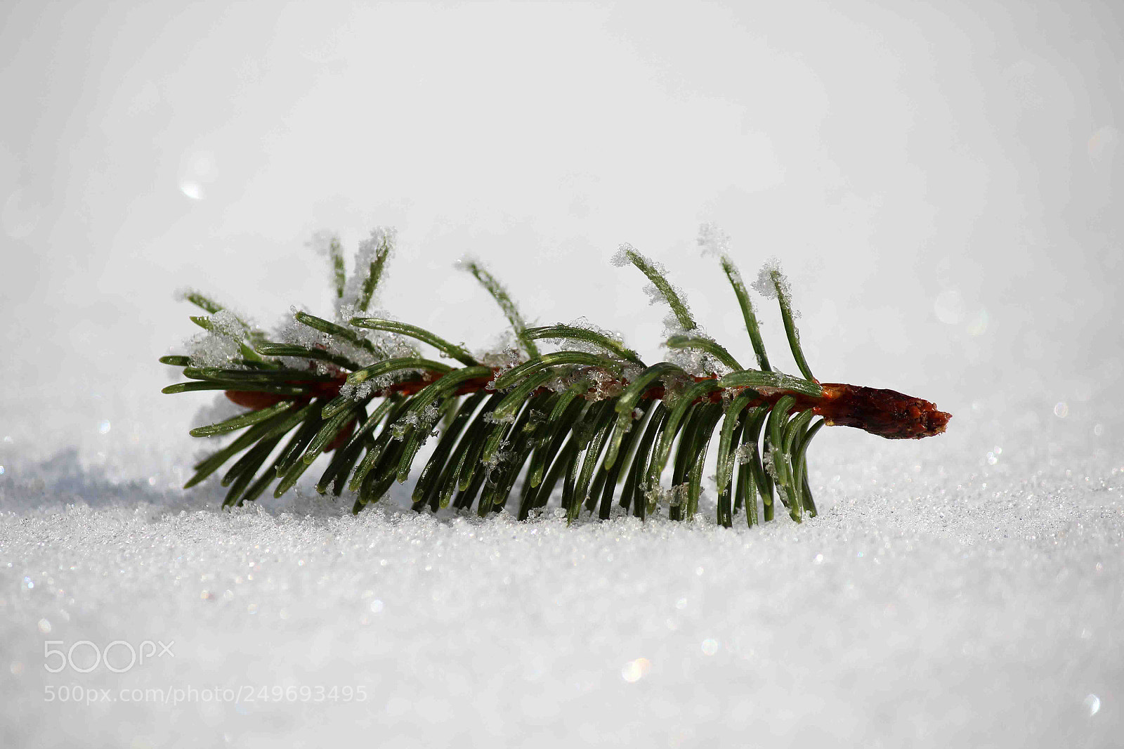 Canon EOS 600D (Rebel EOS T3i / EOS Kiss X5) sample photo. Winter torture photography